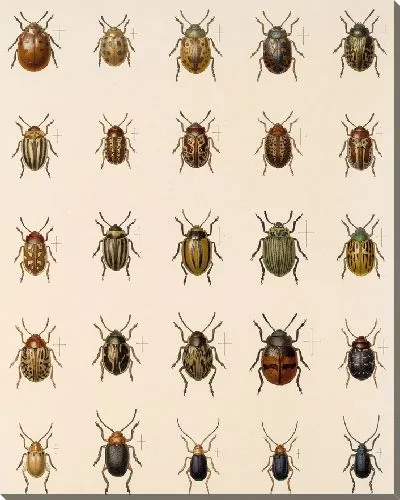 Картина Жуки (1879-1915) №417