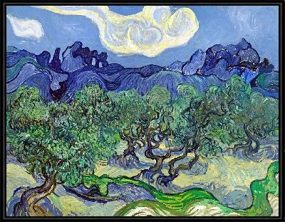 Оливковые деревья