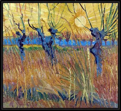 Подстриженные ивы на закате