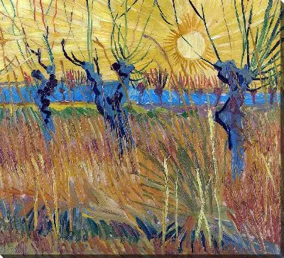 Подстриженные ивы на закате