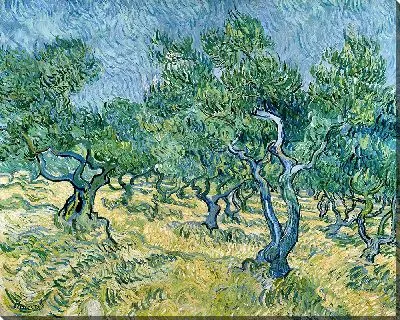 Оливковая роща