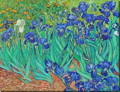 Ирисы