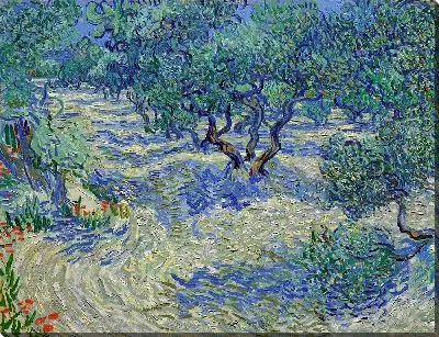 Оливковый сад 3