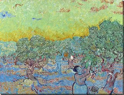 Оливковая роща с двумя сборщиками оливок