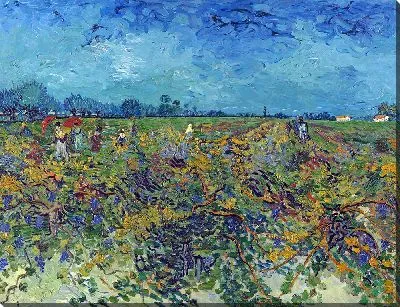 Зеленый виноградник