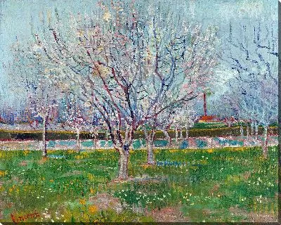 Картина Фруктовый сад в цвету (абрикосовые деревья)