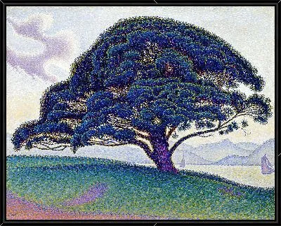 Сосна Бонавентура (1893)