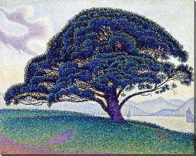 Сосна Бонавентура (1893)