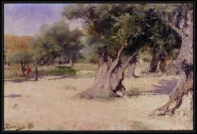 Оливковые деревья на Святой Земле