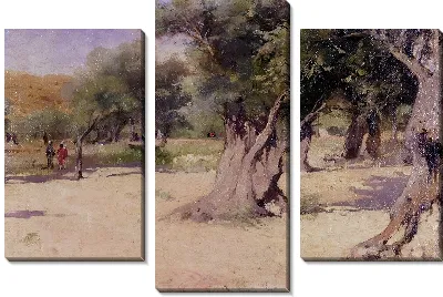 Оливковые деревья на Святой Земле