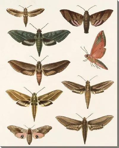 Картина Винтажные баочки (1879-1915) №300