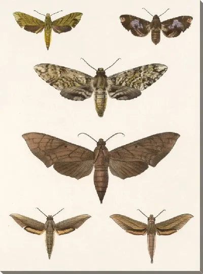 Картина Винтажные баочки (1879-1915) №301