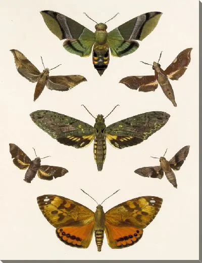 Картина Винтажные баочки (1879-1915) №302