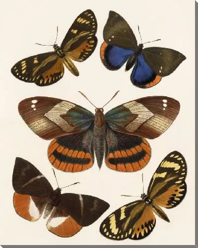 Картина Винтажные баочки (1879-1915) №303