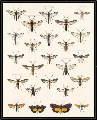 Картина Винтажные баочки (1879-1915) №304