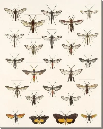 Картина Винтажные баочки (1879-1915) №304