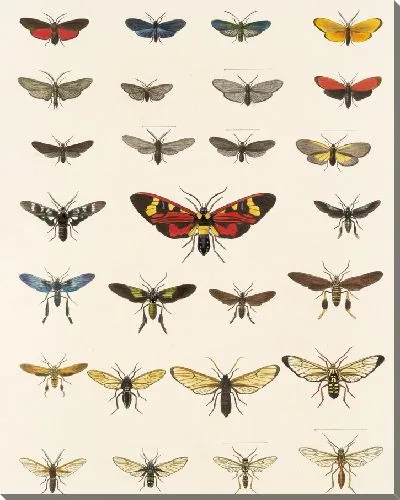 Картина Винтажные баочки (1879-1915) №305