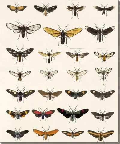 Картина Винтажные баочки (1879-1915) №307