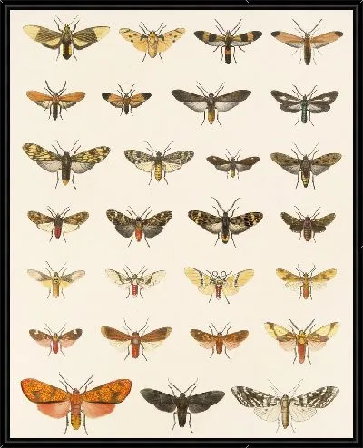 Картина Винтажные баочки (1879-1915) №308