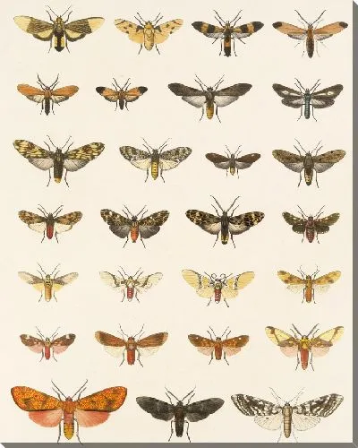 Картина Винтажные баочки (1879-1915) №308