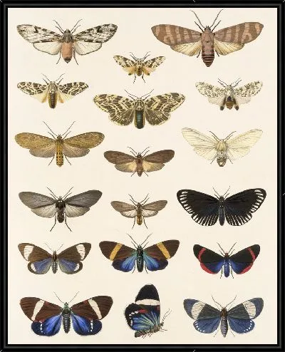 Картина Винтажные баочки (1879-1915) №309