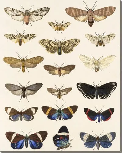 Картина Винтажные баочки (1879-1915) №309