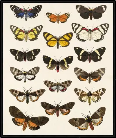 Картина Винтажные баочки (1879-1915) №310