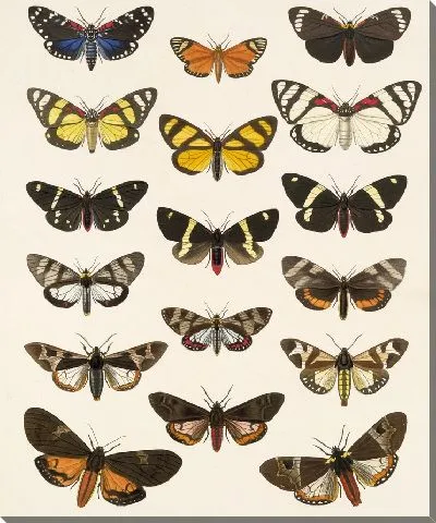 Картина Винтажные баочки (1879-1915) №310