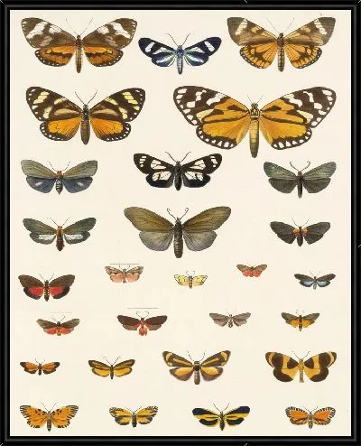 Картина Винтажные баочки (1879-1915) №311