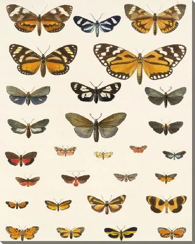 Картина Винтажные баочки (1879-1915) №311