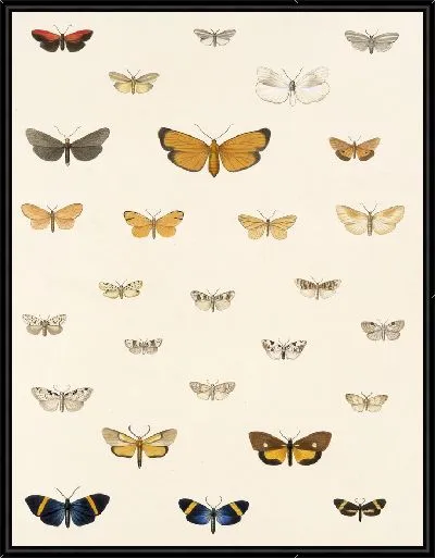 Картина Винтажные баочки (1879-1915) №312