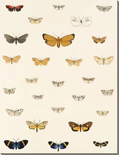 Картина Винтажные баочки (1879-1915) №312