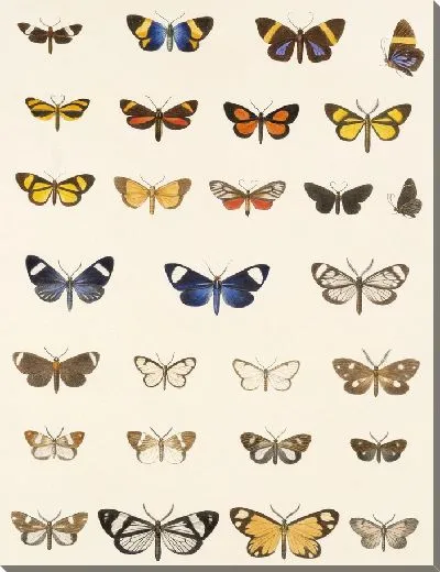 Картина Винтажные баочки (1879-1915) №313