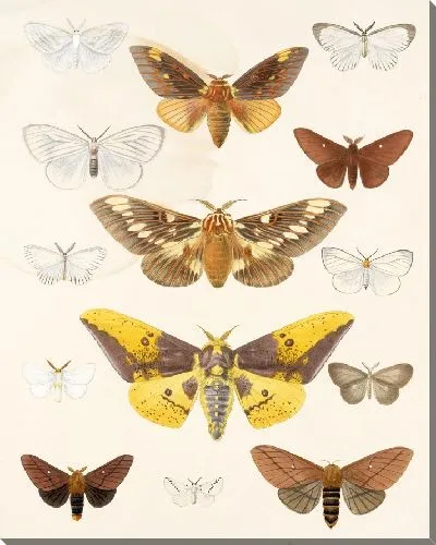 Картина Винтажные баочки (1879-1915) №314