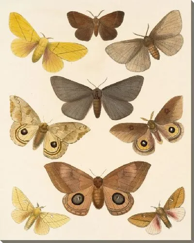 Картина Винтажные баочки (1879-1915) №315