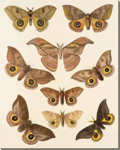 Картина Винтажные баочки (1879-1915) №316