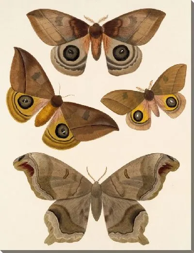 Картина Винтажные баочки (1879-1915) №317