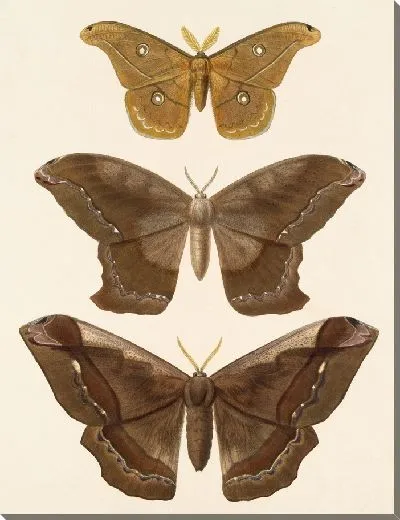 Картина Винтажные баочки (1879-1915) №318