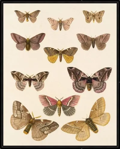Картина Винтажные баочки (1879-1915) №319