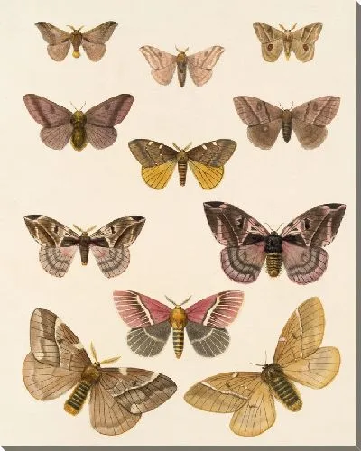 Картина Винтажные баочки (1879-1915) №319