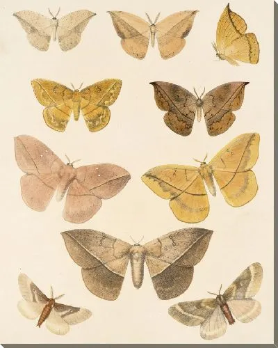 Картина Винтажные баочки (1879-1915) №320