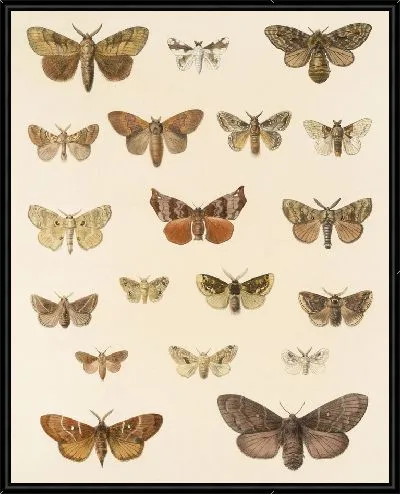 Картина Винтажные баочки (1879-1915) №321
