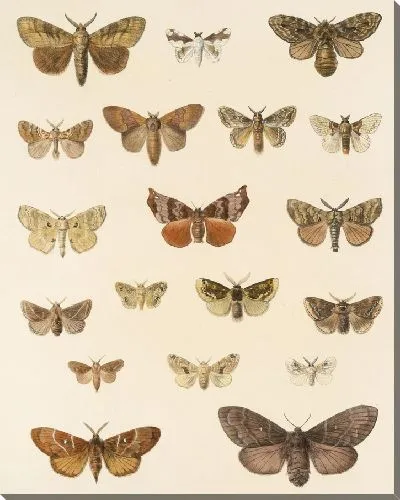 Картина Винтажные баочки (1879-1915) №321