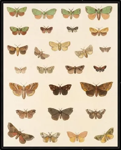 Картина Винтажные баочки (1879-1915) №322