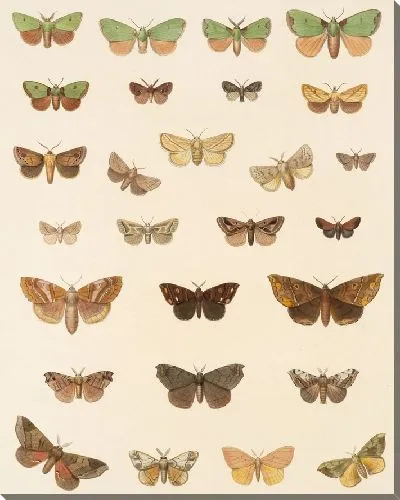 Картина Винтажные баочки (1879-1915) №322