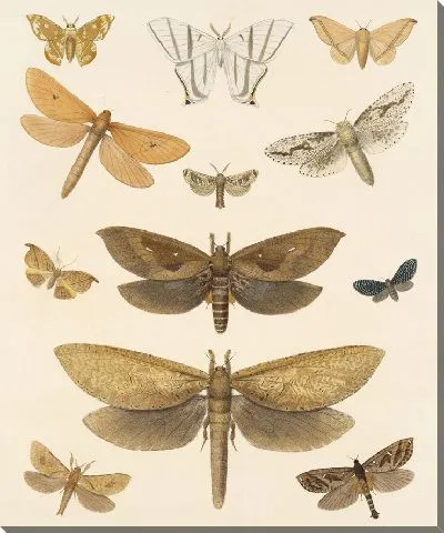 Картина Винтажные баочки (1879-1915) №323