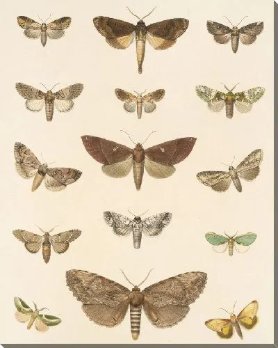 Картина Винтажные баочки (1879-1915) №324