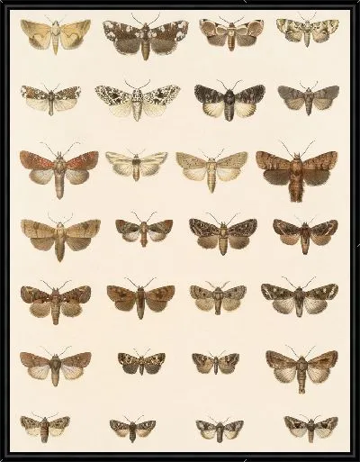Картина Винтажные баочки (1879-1915) №325