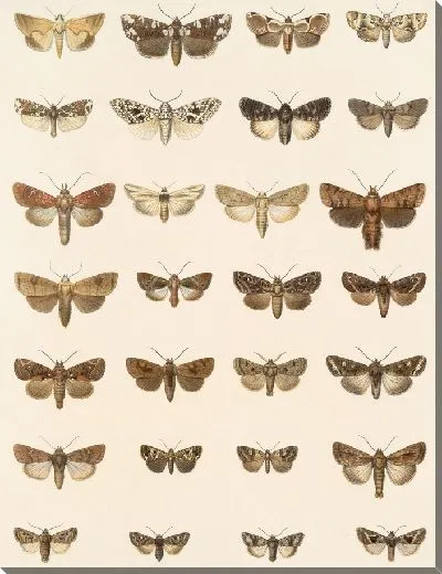 Картина Винтажные баочки (1879-1915) №325