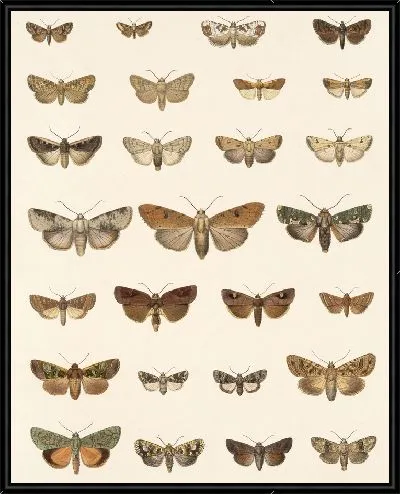 Картина Винтажные баочки (1879-1915) №326